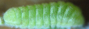 Larvae